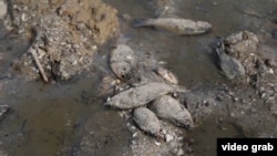 Илјадници мртви риби по уништувањето на браната Нова Каховка во Украина, која започна истрага за „екоцид“ против Русија.
