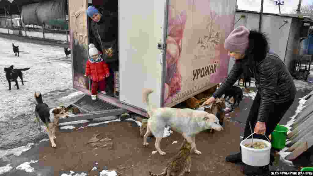 2021-ben 267 gazdátlan kutya volt a háború előtt 54.000 lakosú Druskivkában. Az invázió óta az önkéntesek több mint 900 kutyát és közel 1400 macskát etetnek, amelyek a kráteres utcákon kóborolnak.