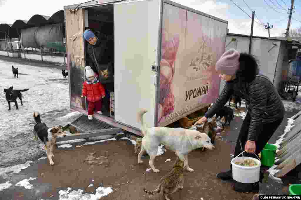 În 2021, erau 267 de câini fără adăpost în Druzhkivka, un oraș care avea o populație înainte de război de 54.000 de locuitori. Voluntarii hrănesc acum peste 900 de câini și aproape 1.400 de pisici care se plimbă pe străzi.