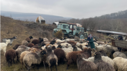 Овчарня с фотоэлектрическими панелями