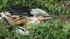 Bosnian electricity kill storks, Banjaluka BiH