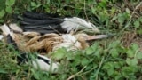 Bosnian electricity kill storks, Banjaluka BiH