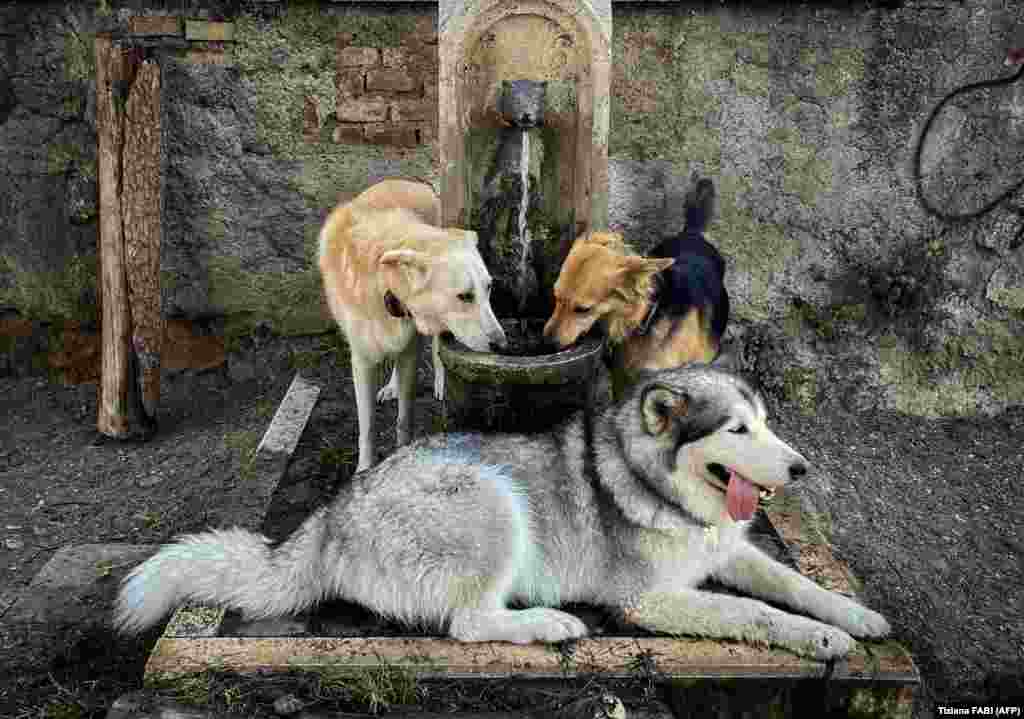 Psi se &#39;osvježavaju&#39; u fontani u centru Rima tokom toplotnog udara.&nbsp;