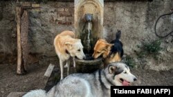 Psi se osvježavaju na fontani u "području pasa" u centru Rima 21. jula 2023., tokom toplotnog talasa u Italiji. 