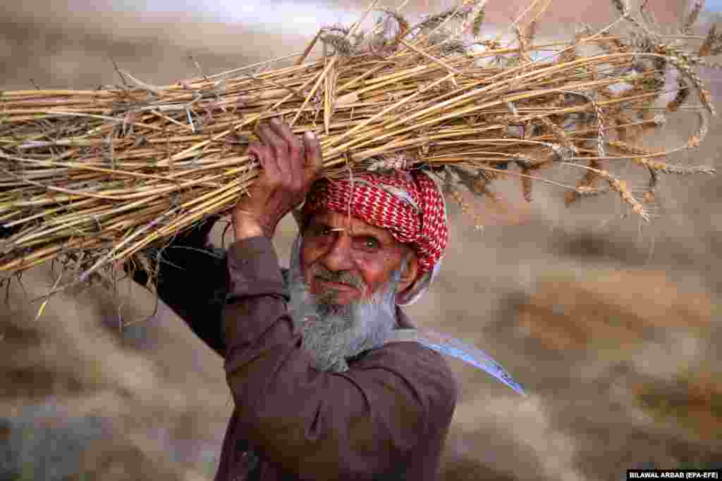A Pakistani farmer carries bundles of wheat during the harvest season in a village on the outskirts of Peshawar.