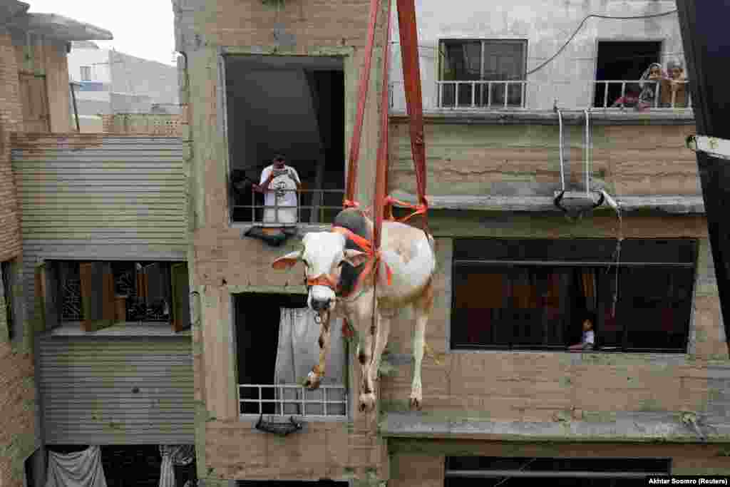 A sacrificial bull is lowered from a rooftop by crane ahead of the Eid al-Adha festival in Karachi, Pakistan.&nbsp;