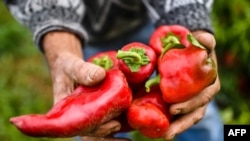 Paprike, miješana salata i svježa mrkva bili su u pošiljkama sa opasnim količinama pesticida (Fotografija iz arhive: paprike iz domaće proizvodnje, 2017. godina)