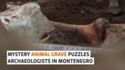 Mystery Animal Grave Puzzles Archaeologists In Montenegro 