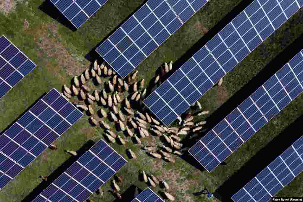Sheep graze between the solar panels of a solar park in Rogane, Kosovo.