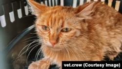 Врятований кіт під час потопу в Херсоні, червень 2023 року