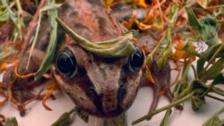 Central Asiatic Frogs Threatened By Illegal Sale In Kyrgyzstan