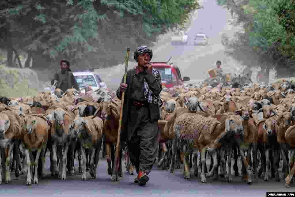 An Afghan shepherd walks his flock on a street in the Fayzabad district of Badakhshan Province.