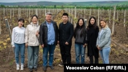 Șase tineri din China (cinci dintre ei sunt în imagine) învață viticultură și vinificație la Universitatea Tehnică din Moldova, mai 2023. 