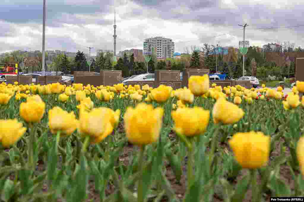 С апреля город начинают засаживать цветами: герань, шалфей, лаванда, розы. Однако самыми первыми на городских площадях появляются тюльпаны