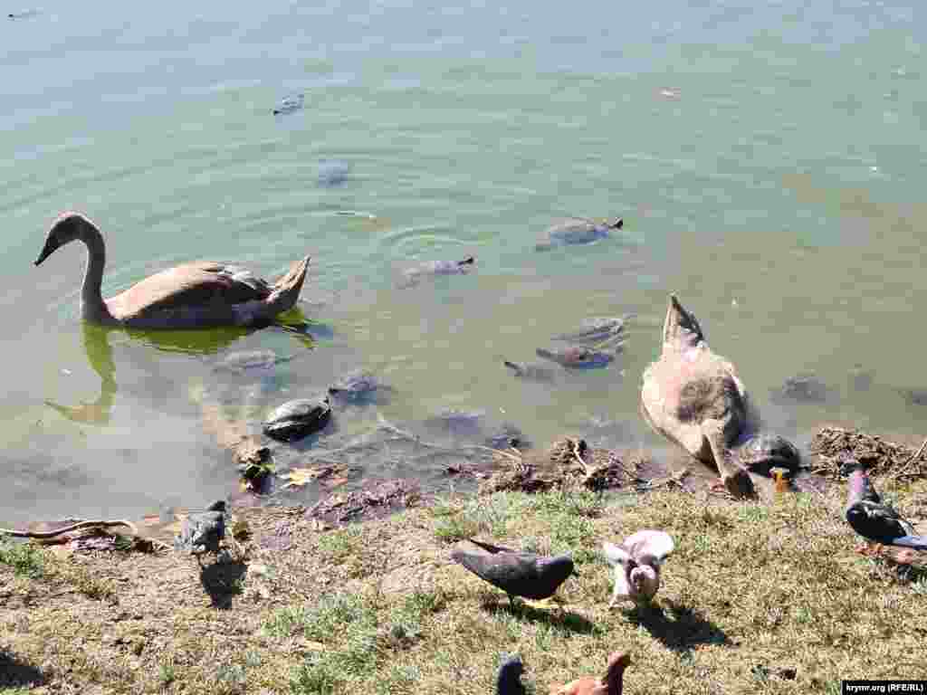 Помимо птиц в пруду живет много черепах, которые здесь тоже хорошо размножаются