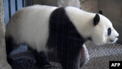 Panda giant Meng Meng într-o fotografie 2019, când a născut prima oară, la ZOO Berlin. 