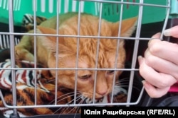 Врятованй кіт Василь