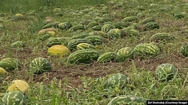 Plantaža lubenice u Malesiji nadomak Podgorice
