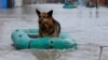 Спасённая от паводка собака на улице Оренбурга, 10 апреля 2024 года