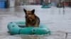 A dog is rescued from a flooded street in the Russian city of Orenberg amid heavy flooding in Russia and Kazakhstan. 