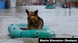 A dog is rescued from a flooded street in the Russian city of Orenberg amid heavy flooding in Russia and Kazakhstan. 