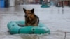Спасённая от паводка собака на улице Оренбурга, 10 апреля 2024 года