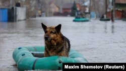 Спасенная от паводка собака на улице Оренбурга, 10 апреля 2024 года.