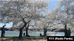 نمایی از شکوفه‌های گیلاس شهرواشینگتن دی سی