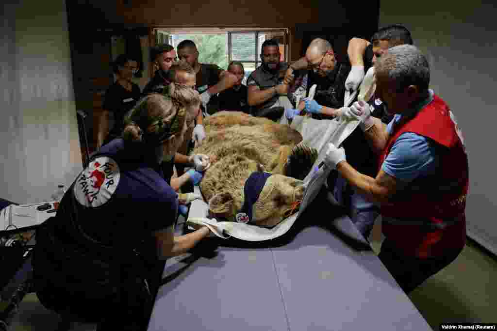 Veterinerët e huaj dhe stafi vendor duke kryer një kontrollë shëndetësore të një ariu të murrmë në strehën e arinjve &quot;Katër putrat&quot; në Mramor afër Prishtinës, Kosovë.