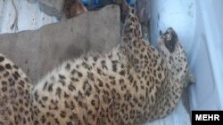 تصویر منتشر شده از این پلنگ زخمی .