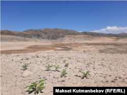 На фотографиях, сделанных корреспондентами «Азаттыка», видно, как обмелело Кировское водохранилище, которое снабжает водой южные регионы Казахстана.