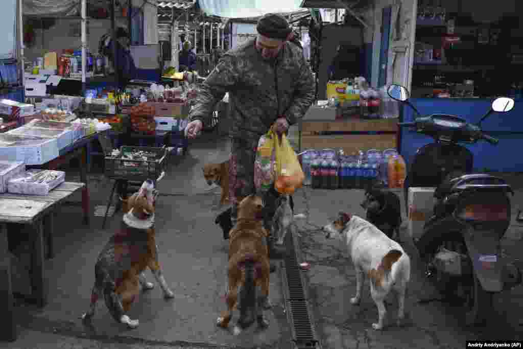 A Ukrainian soldier feeds stray dogs at a local market in the town of Orekhovo, Ukraine.