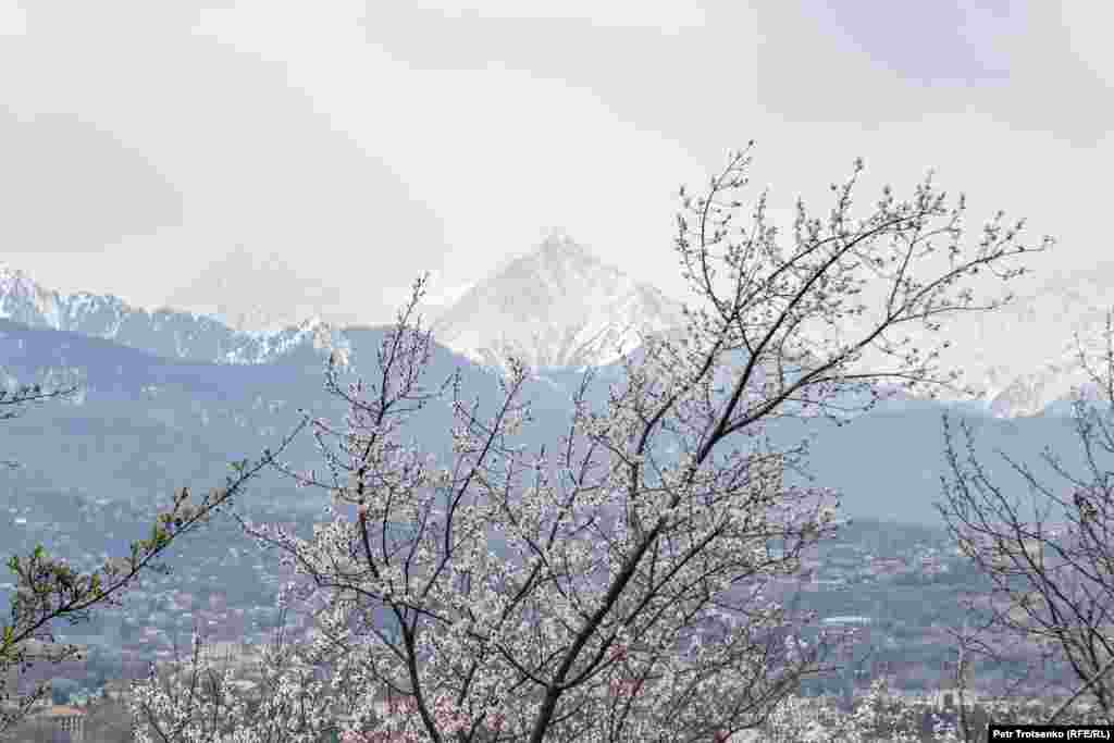 Цветущий урюк&nbsp;&mdash; одна из главных достопримечательностей весеннего города. Алматинцы даже называют урюк&nbsp;&laquo;казахской сакурой&raquo;. На фото&nbsp;&mdash; цветущее дерево на фоне Большого Алматинского пика