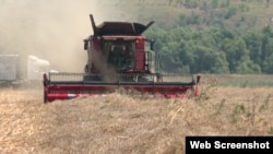 O combină recoltează grâul în județul Galați. Imagine de arhivă. 
