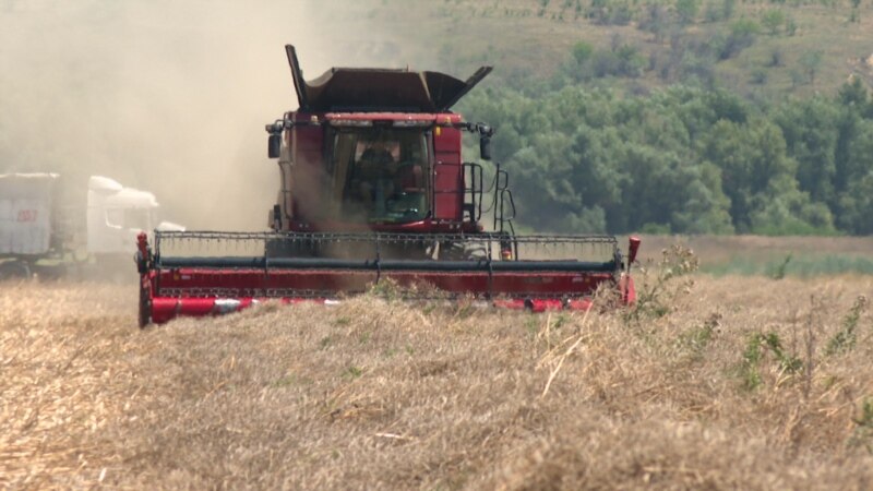 Grâul. România se pregătește de o producție record, însă sperietoarea cerealelor ucrainene rămâne printre fermieri