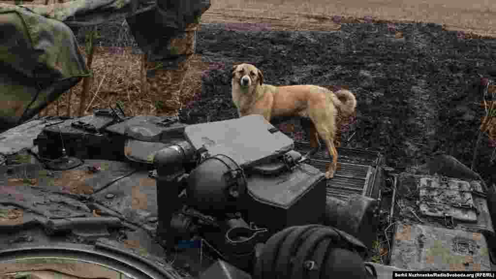 До танкового екіпажу &laquo;прикомандирований&raquo; пес, який інколи виїджає на бойову роботу разом з танкістами, але цього разу він залишається захищати тил від чужих