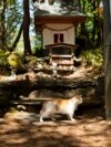 Ky objekt për të cilin janë thurur disa legjenda, është një faltore dhe gjendet në një ishulll të vogël të Japonisë. Vizitorët lënë dhurata te kjo faltore për mbrojtëset e pazakonshme të vendit: macet.