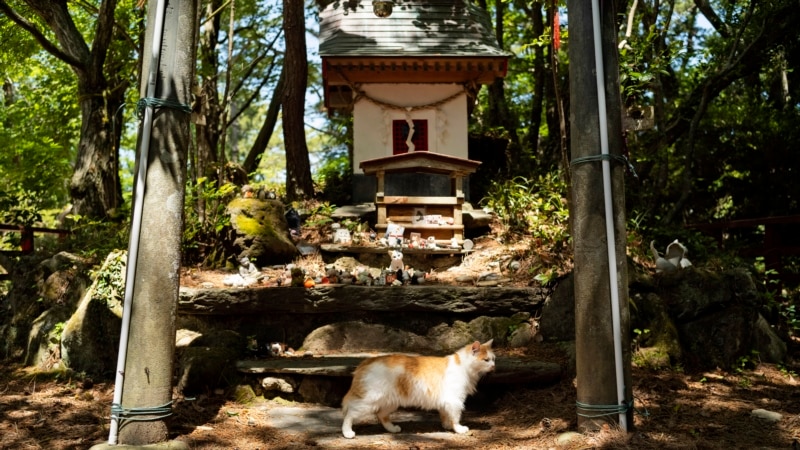 Faltorja që nderon macet në një ishull japonez