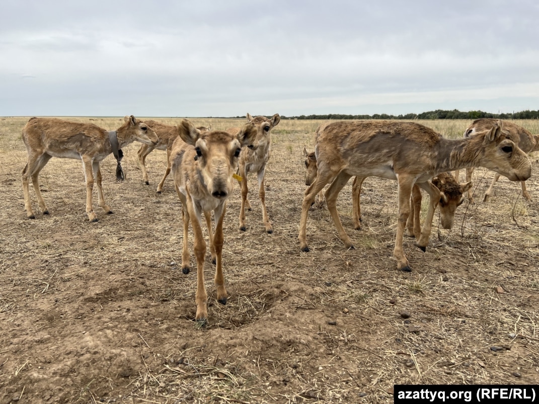 Ескі сынақ және келін порно БДСМ мастурбация пойызы есінен танып қалғанға дейін