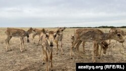 Казакстандагы сайгактар