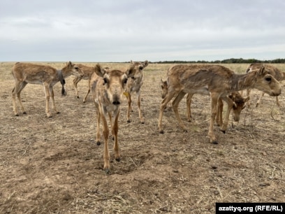 Қыздар мастурбацияға барған Әдемі жалаңаш швед әйелі
