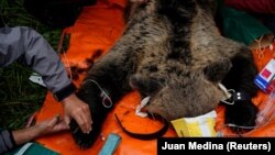 Nyomkövetős nyakörvet kapnak a spanyol vidéken mászkáló barna medvék