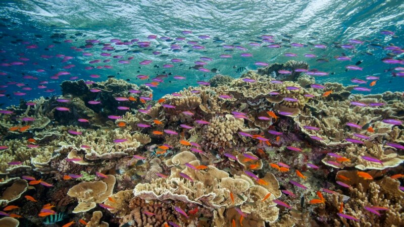 Sve ubrzanije izbeljivanje koralnih grebena u svetu, upozoravaju naučnici