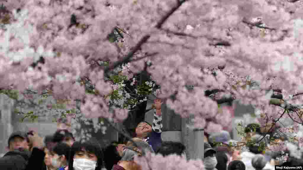 A cseresznyevirág többek között a mulandóságot szimbolizálja a japán kultúrában. Gyakran megjelenik a mangákban, animékben és filmekben, díszletekben, és a tetoválásban is népszerű motívum. Az eredetileg sakuhacsin, japán bambuszfuvolán előadott, Szakura című népdalt számos popszámban feldolgozták