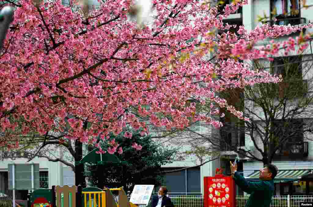 Një burrë duke fotografuar lulëzimin e qershisë në Tokio, Japoni.