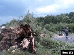 Shkulja e një peme si pasojë e stuhisë në Bosnje.
