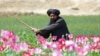 AFGHANISTAN-TALIBAN-POPPY