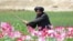 AFGHANISTAN-TALIBAN-POPPY