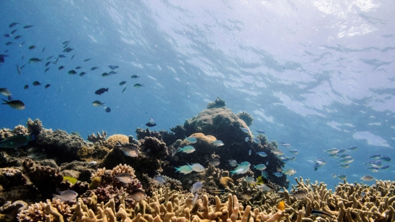Koraljni grebeni u opasnosti, dom su hiljadama životinjskih i biljnih vrsta