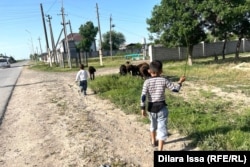 Дети выгоняют скот. Село Оргебас Туркестанской области. 28 мая 2024 года